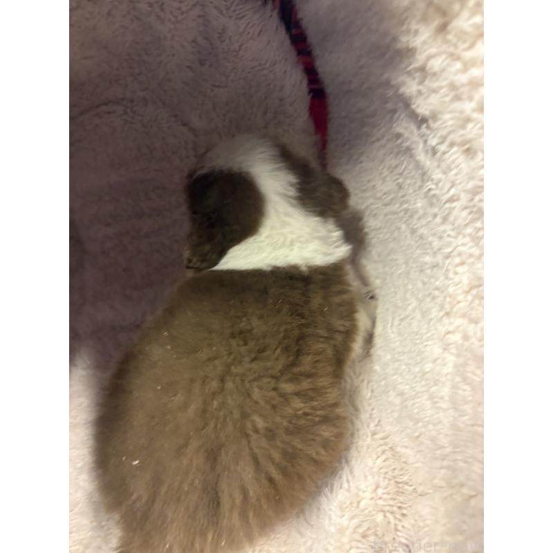 販売中の兵庫県のボーダーコリー-445231の2枚目