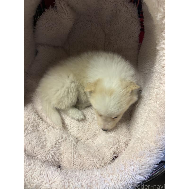 販売中の兵庫県のボーダーコリー-445233の2枚目