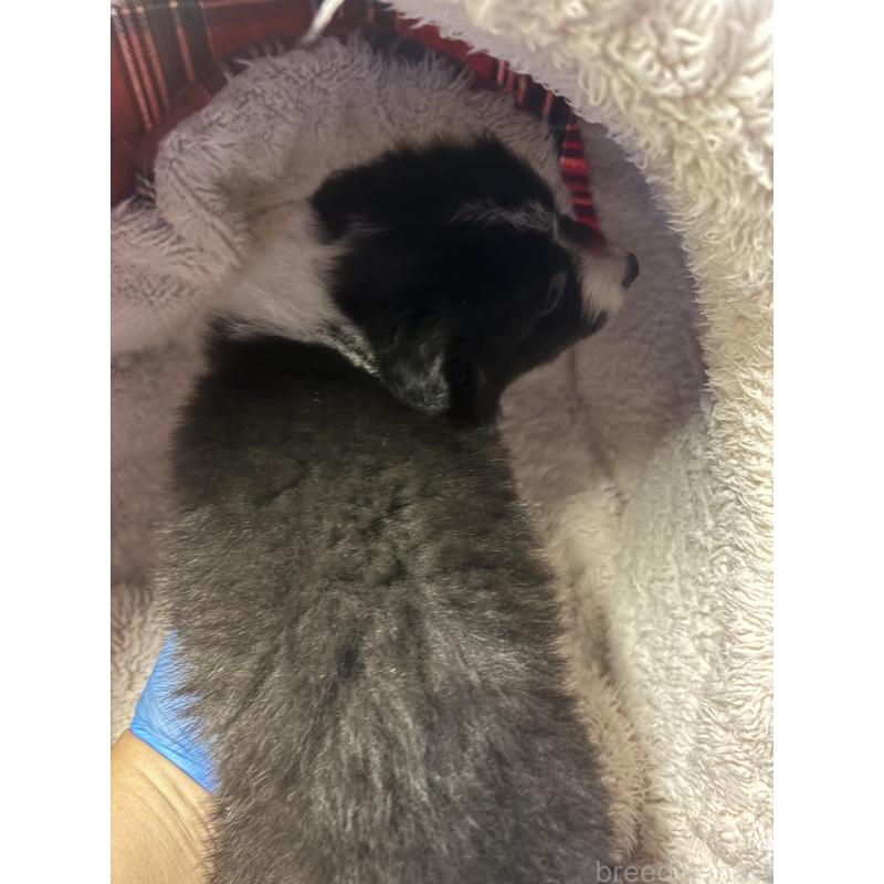 販売中の兵庫県のボーダーコリー-445234の2枚目