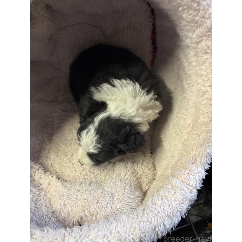 販売中の兵庫県のボーダーコリー-445238の2枚目