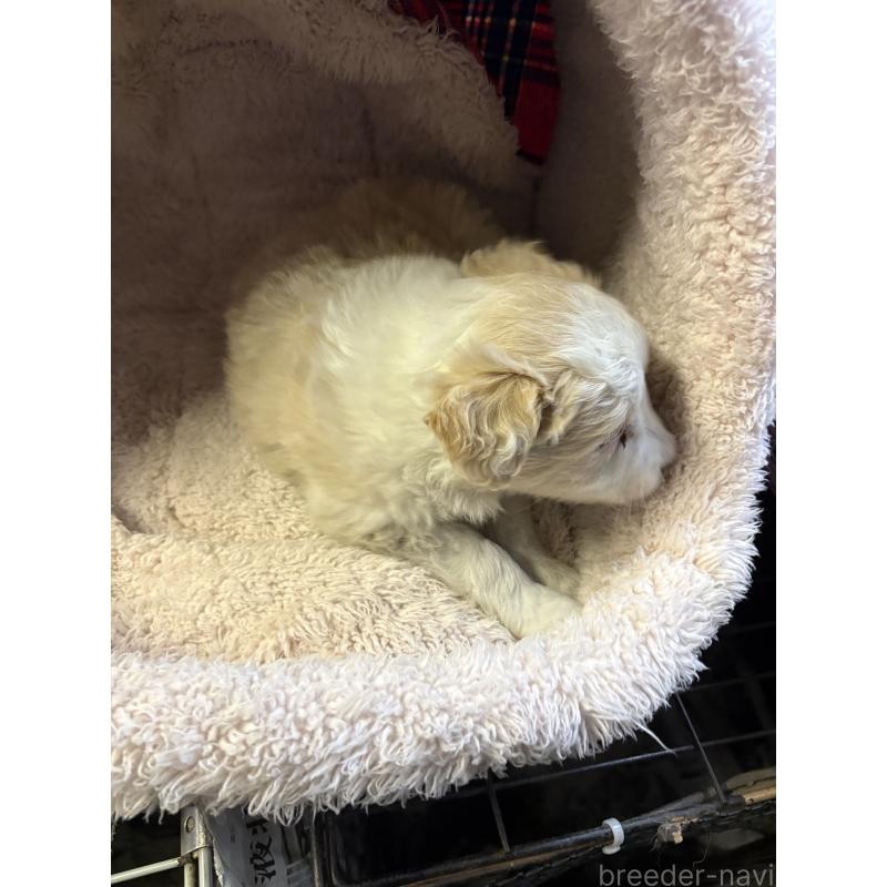 販売中の兵庫県のボーダーコリー-445239の2枚目