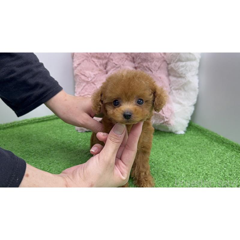 販売中の新潟県のティーカッププードル-445240の5枚目