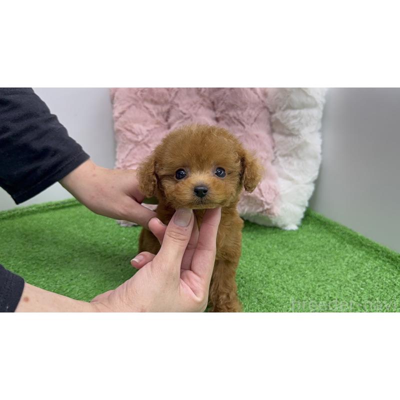 販売中の新潟県のティーカッププードル-445240の3枚目