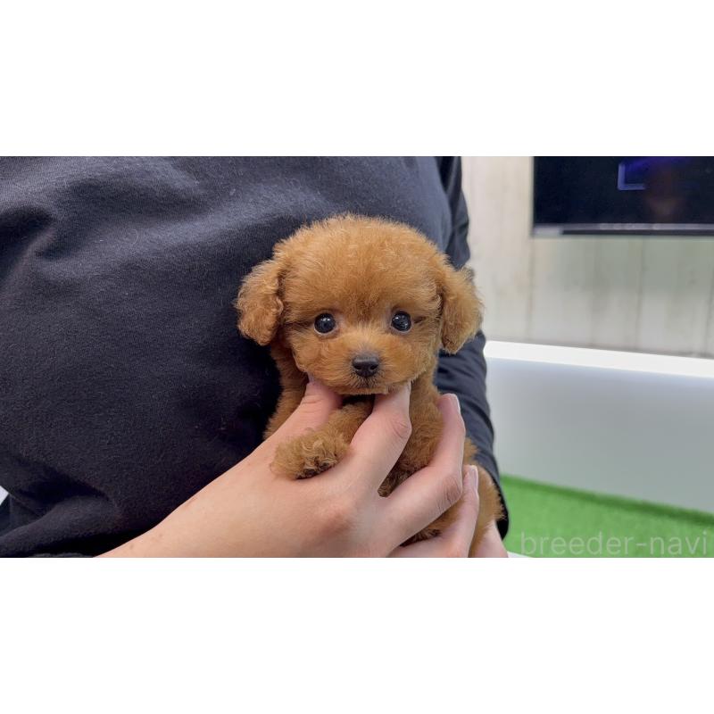 販売中の東京都のティーカッププードル-445241の6枚目