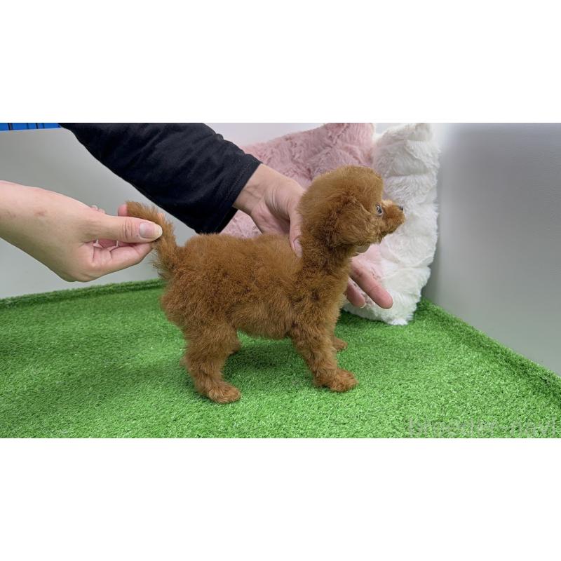 販売中の東京都のティーカッププードル-445241の2枚目