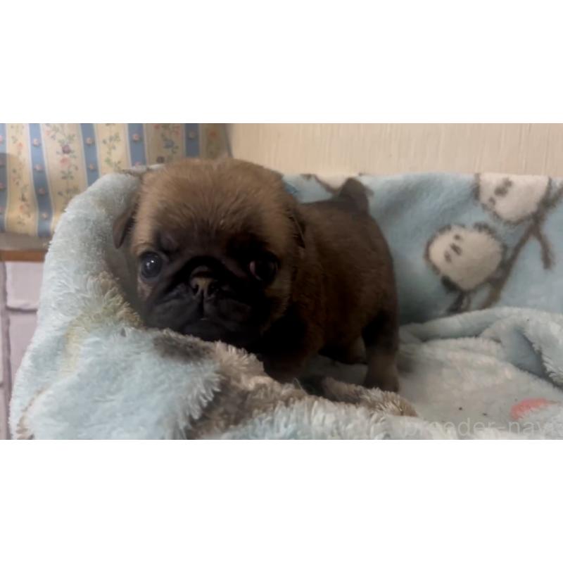 成約済の岡山県のパグ-440653の7枚目