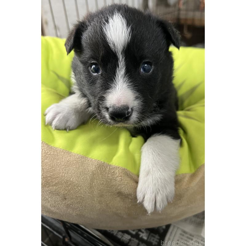 販売中の福岡県のボーダーコリー-445024の3枚目