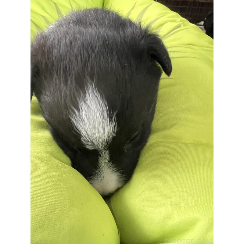 販売中の福岡県のボーダーコリー-445024の2枚目