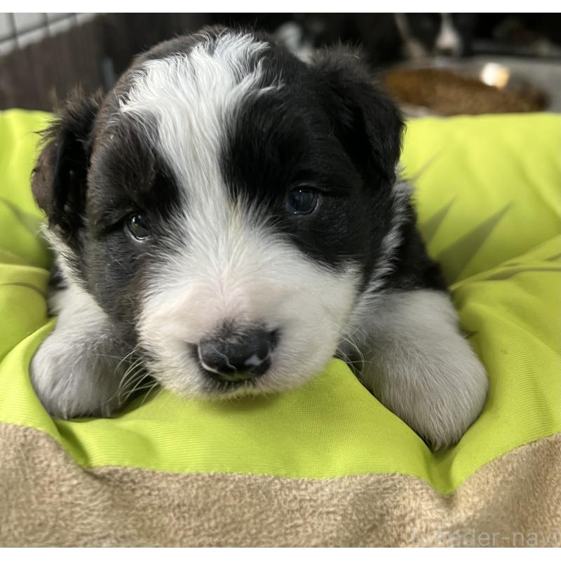 販売中の福岡県のボーダーコリー-445025の1枚目