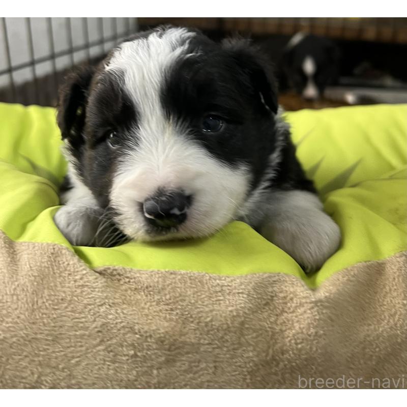 販売中の福岡県のボーダーコリー-445025の4枚目