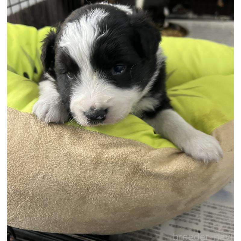 販売中の福岡県のボーダーコリー-445025の3枚目