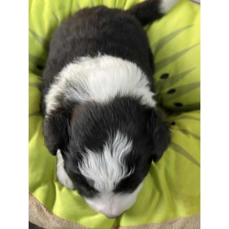 販売中の福岡県のボーダーコリー-445025の2枚目