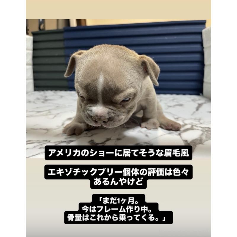 販売中の滋賀県のエキゾチックブリー-440731