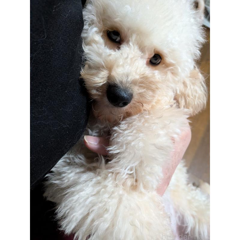 販売中の新潟県のトイプードル-431348の4枚目