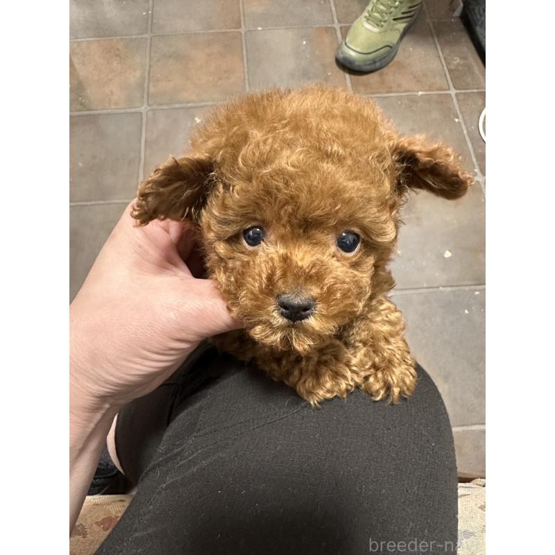 販売中の埼玉県のティーカッププードル-445027の8枚目