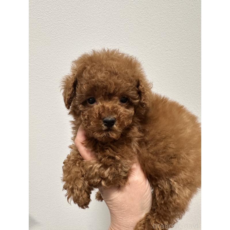 販売中の埼玉県のティーカッププードル-445027の7枚目