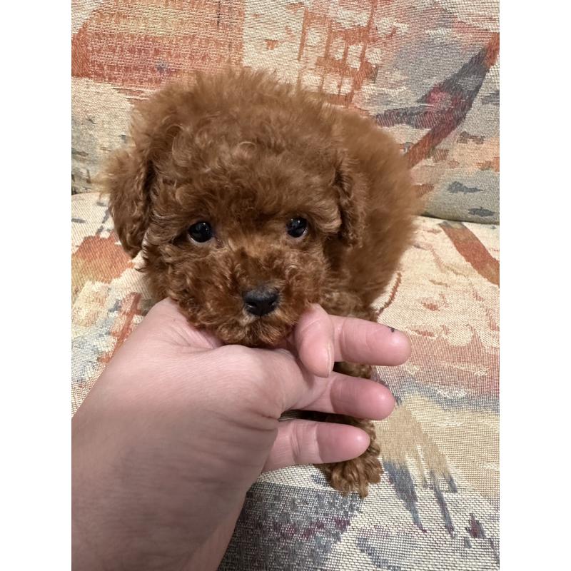 販売中の埼玉県のティーカッププードル-445027の6枚目