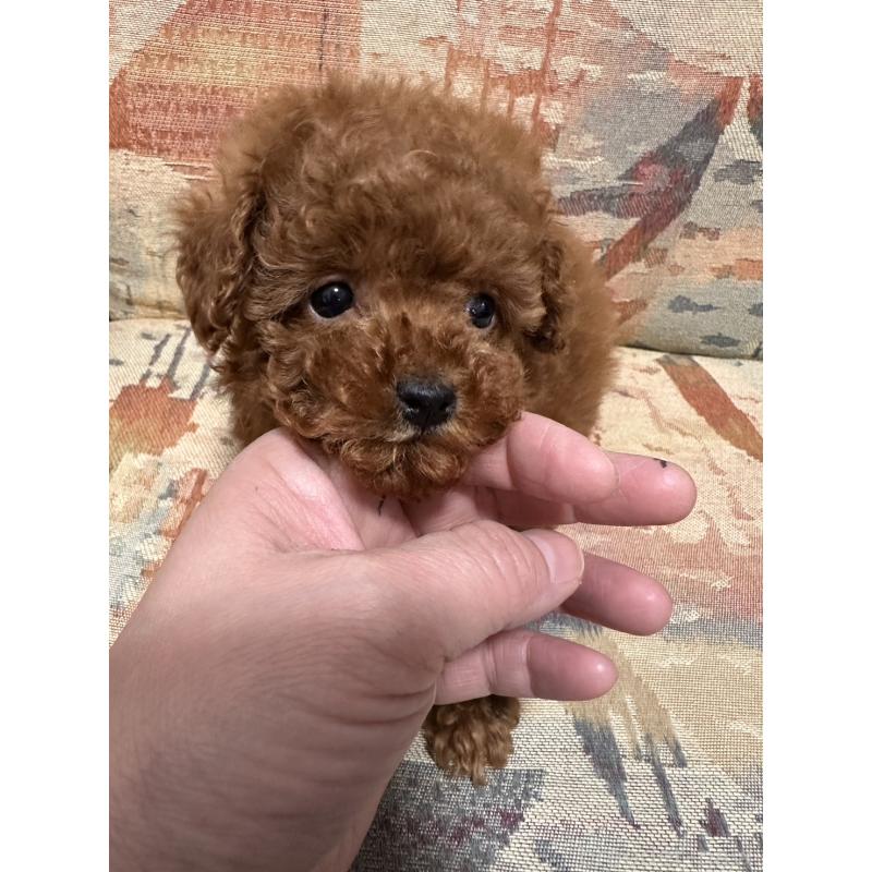 販売中の埼玉県のティーカッププードル-445027の5枚目