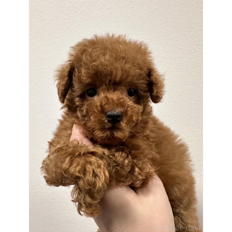 販売中の埼玉県のティーカッププードル-445027の4枚目