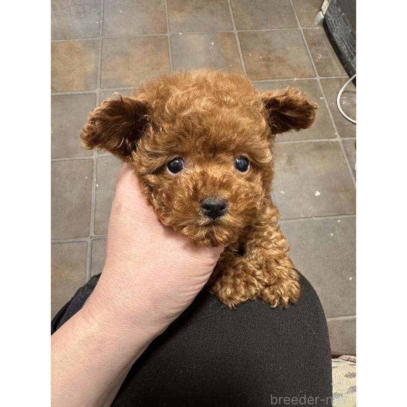 販売中の埼玉県のティーカッププードル-445027の2枚目