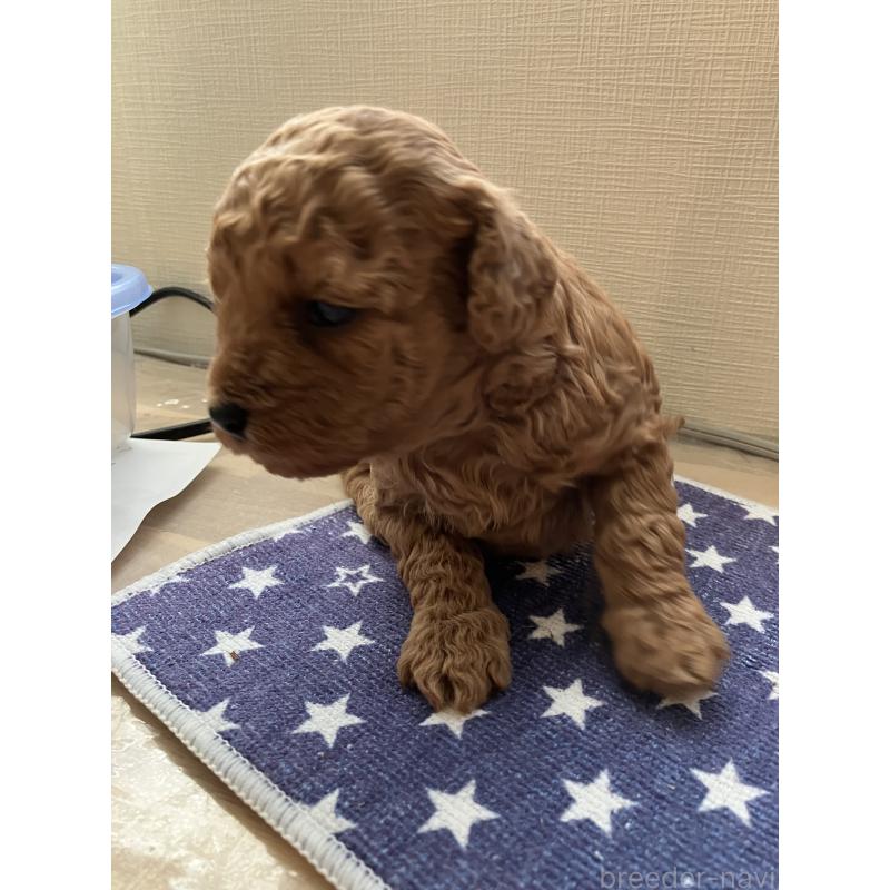 販売中の滋賀県のトイプードル-445028の5枚目