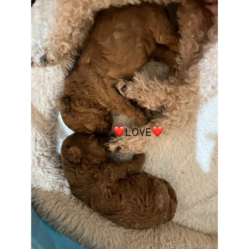 販売中の滋賀県のトイプードル-445028の4枚目