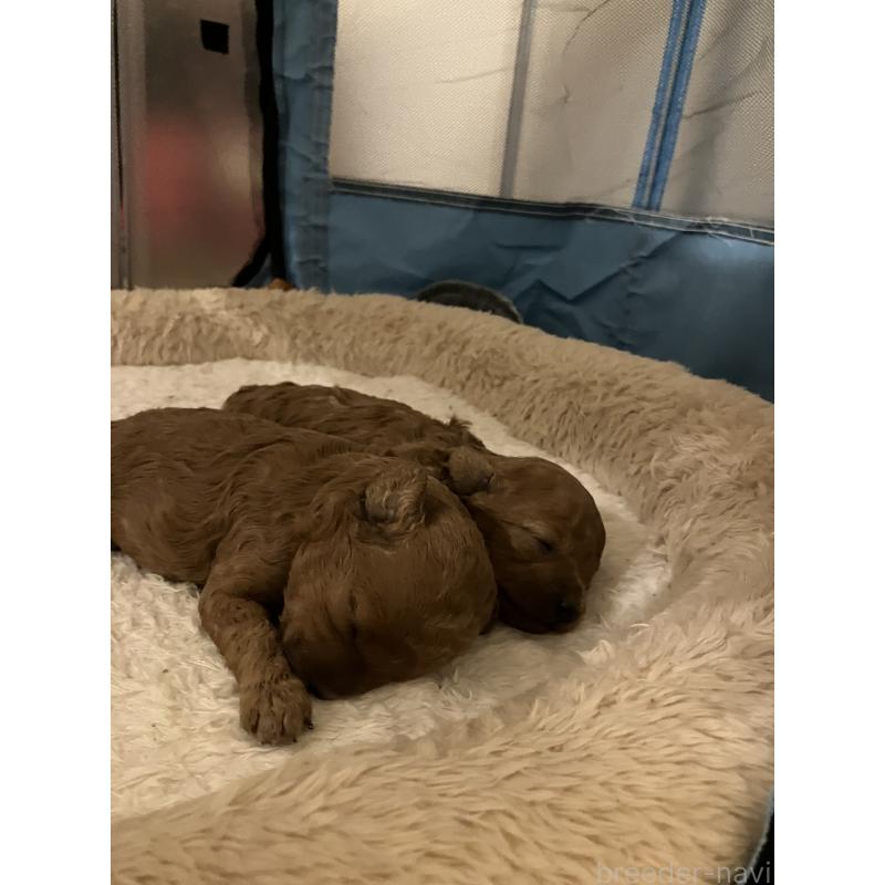 販売中の滋賀県のトイプードル-445028の3枚目