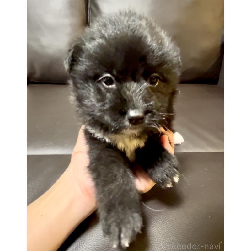 販売中の奈良県のミックス犬-442672