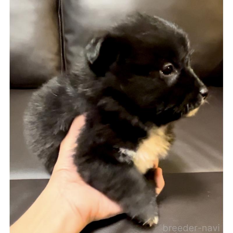 販売中の奈良県のミックス犬-442858