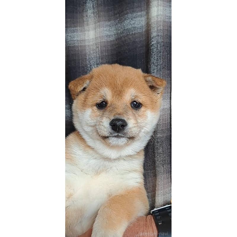 販売中の熊本県の豆柴-445029の5枚目