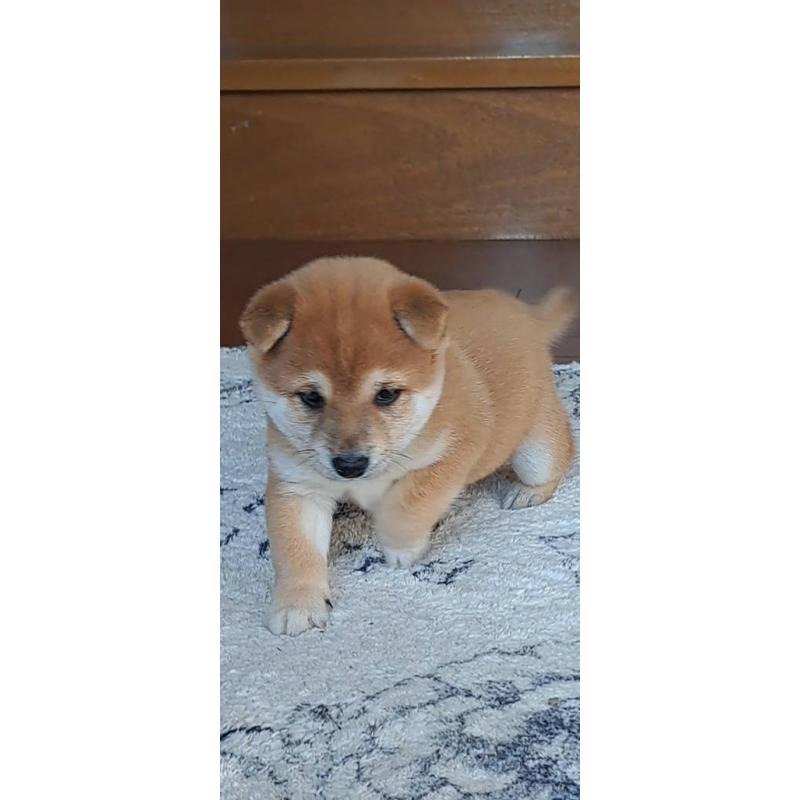 販売中の熊本県の豆柴-445029の3枚目