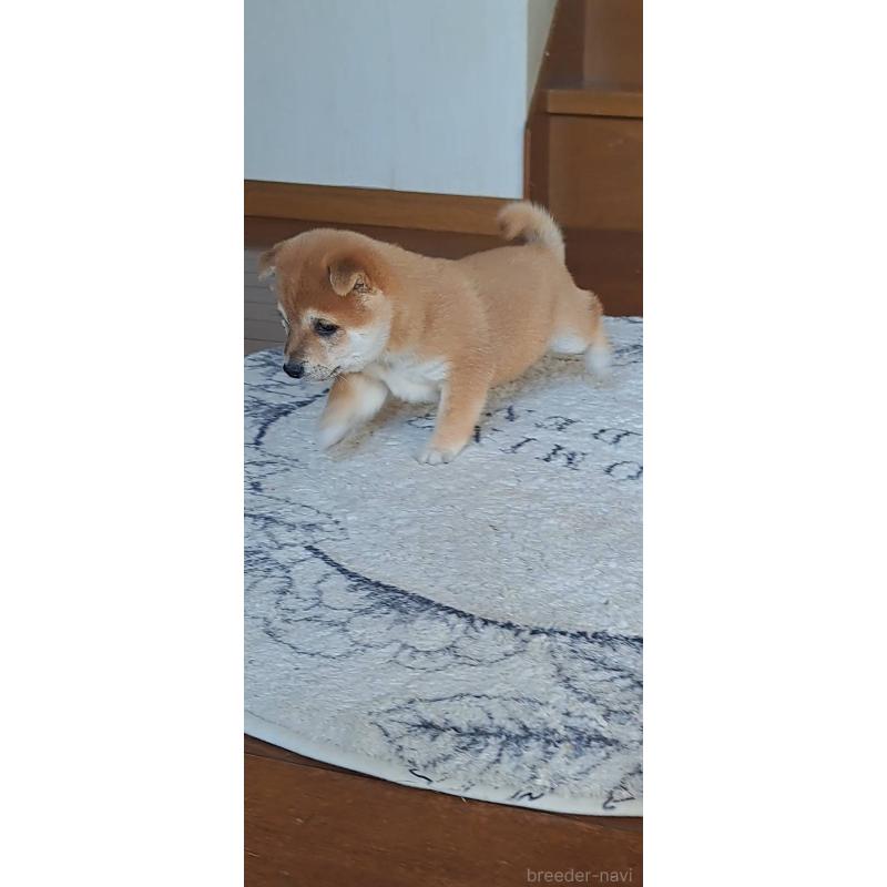 販売中の熊本県の豆柴-445029の2枚目