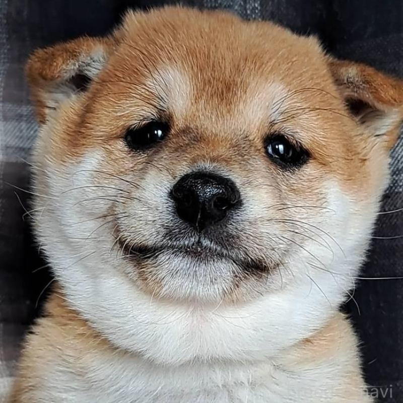 販売中の熊本県の豆柴-445029の1枚目