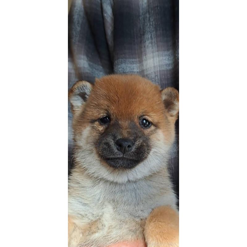 販売中の熊本県の豆柴-445030の5枚目