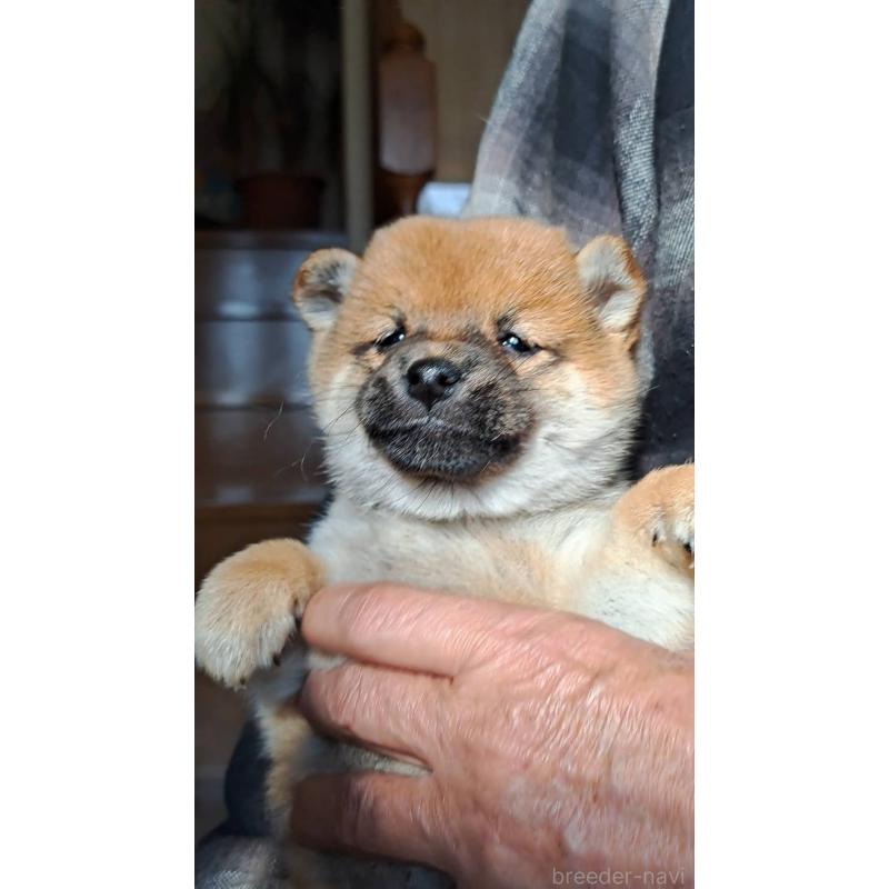 販売中の熊本県の豆柴-445030の4枚目