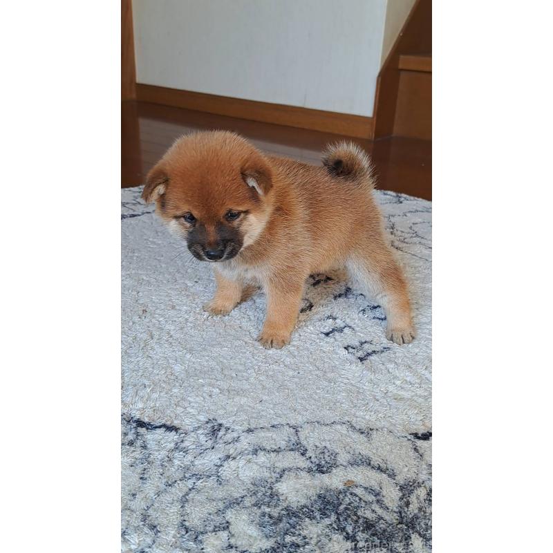 販売中の熊本県の豆柴-445030の3枚目