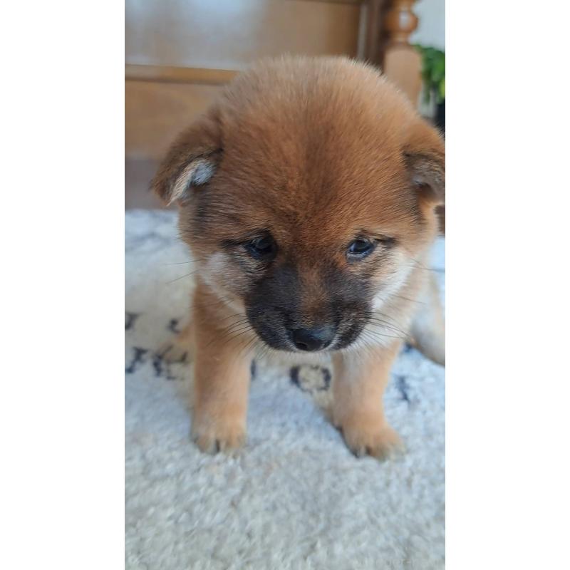 販売中の熊本県の豆柴-445030の2枚目