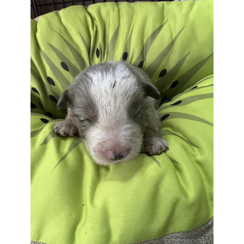 販売中の福岡県のボーダーコリー-445031の1枚目