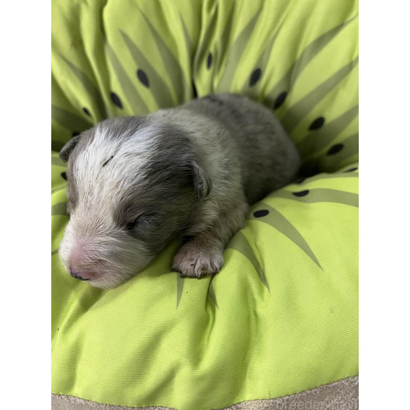 販売中の福岡県のボーダーコリー-445031の3枚目