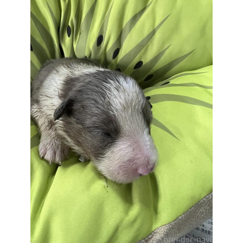 販売中の福岡県のボーダーコリー-445032の1枚目