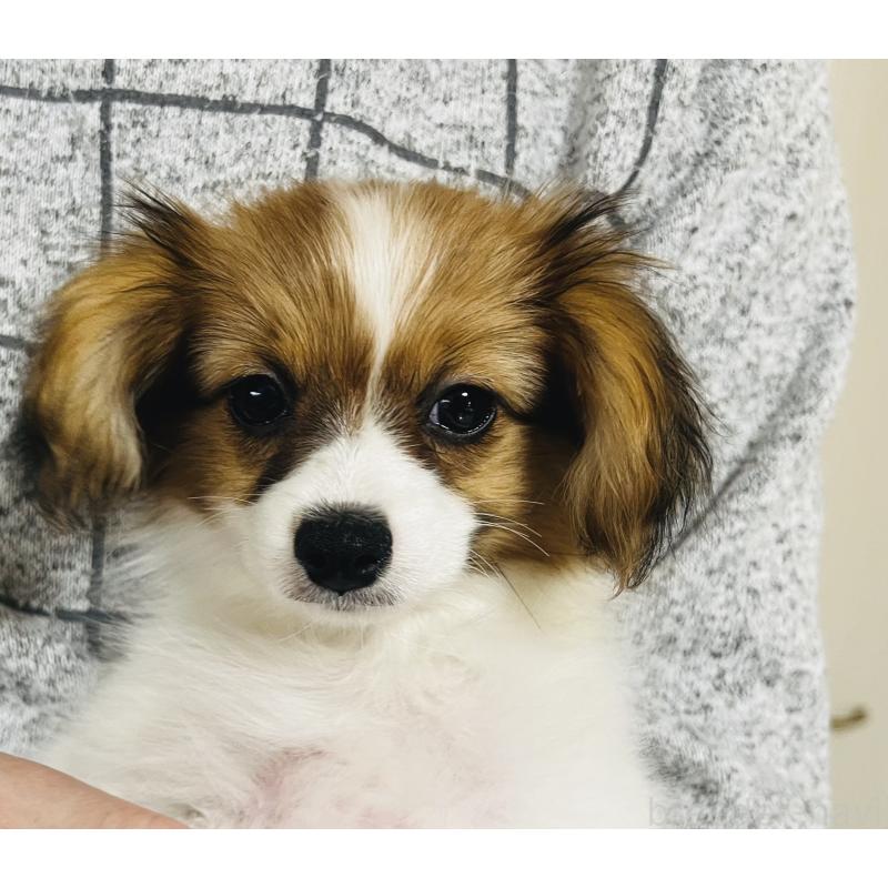 成約済の埼玉県のパピヨン-429638の8枚目