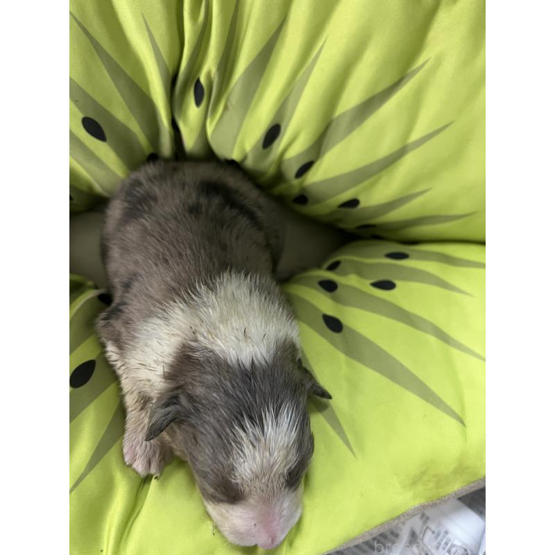 販売中の福岡県のボーダーコリー-445032の2枚目