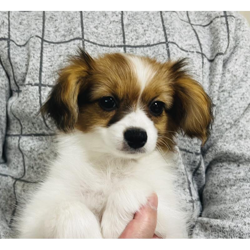 成約済の埼玉県のパピヨン-429638の7枚目