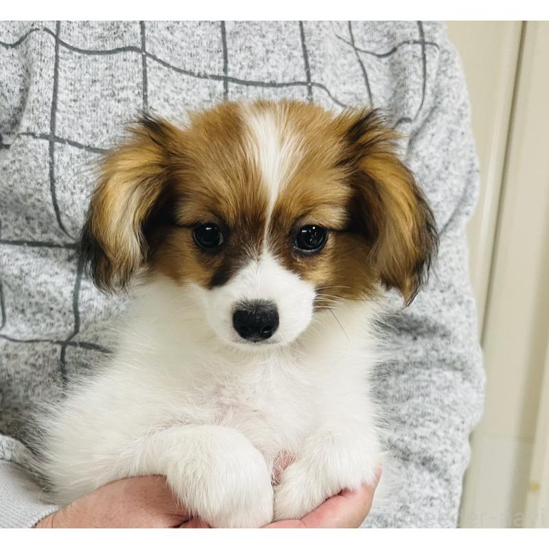 成約済の埼玉県のパピヨン-429638の6枚目