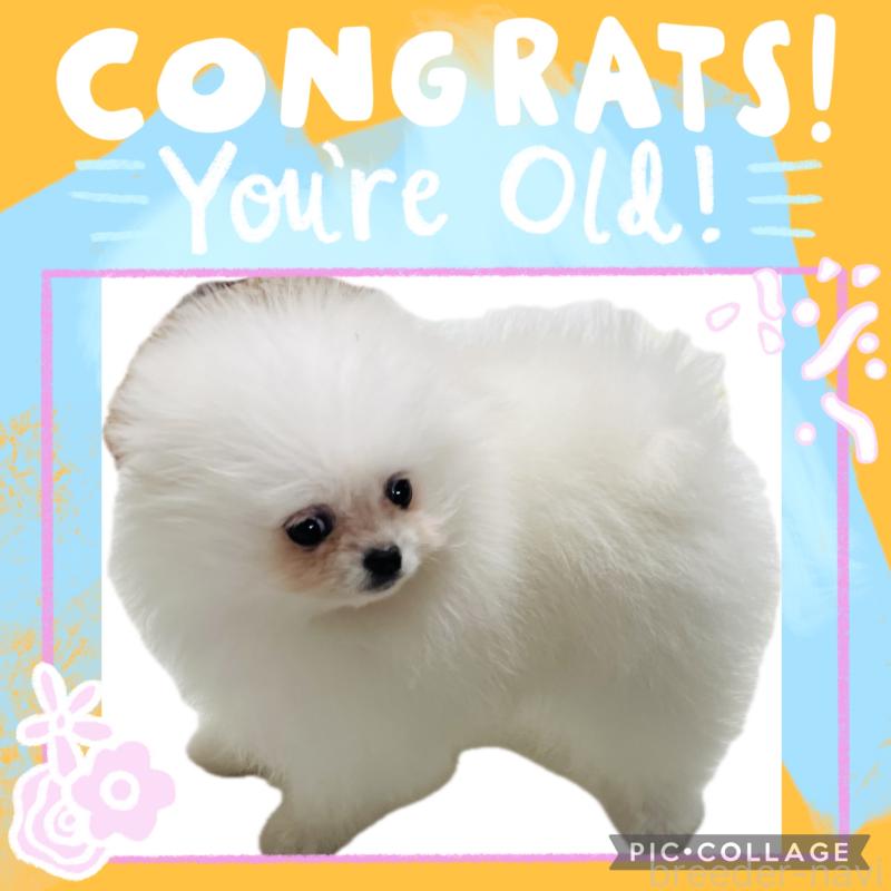 販売中の埼玉県のポメラニアン-429626の4枚目