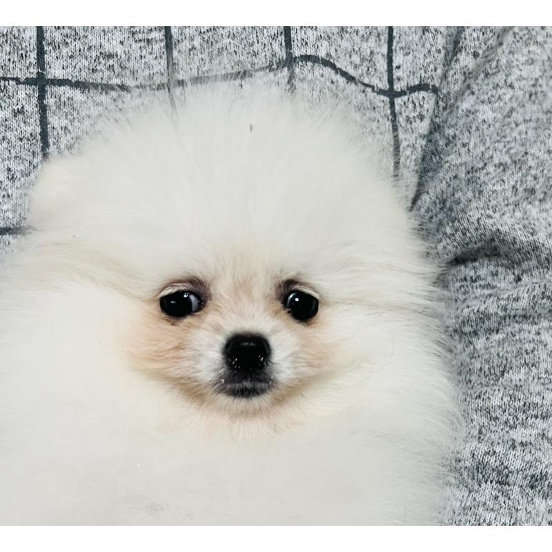 販売中の埼玉県のポメラニアン-429626の3枚目