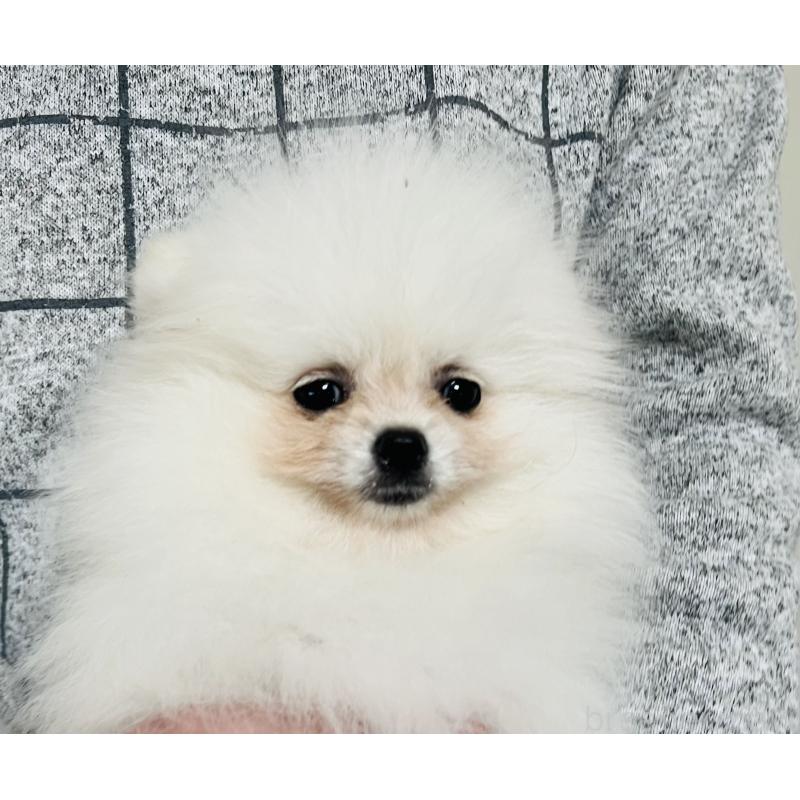 販売中の埼玉県のポメラニアン-429626の2枚目