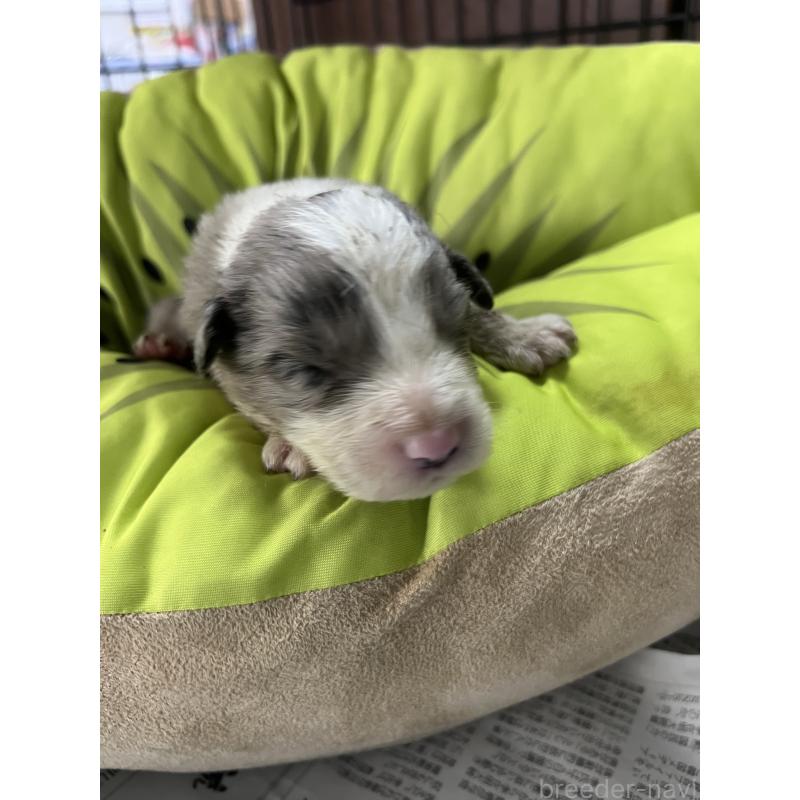 販売中の福岡県のボーダーコリー-445033