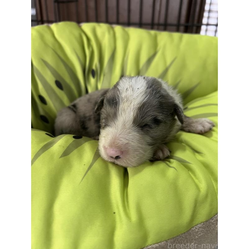 販売中の福岡県のボーダーコリー-445033の2枚目