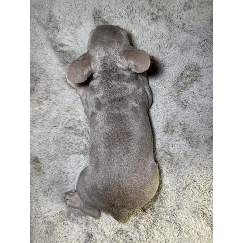 販売中の奈良県のフレンチブルドッグ-445039の4枚目